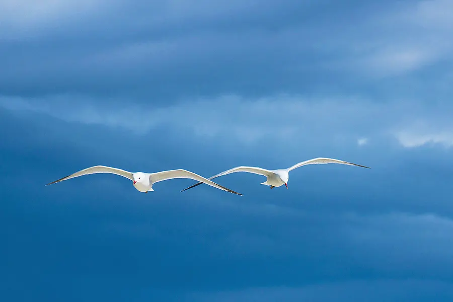 gaviotas volando