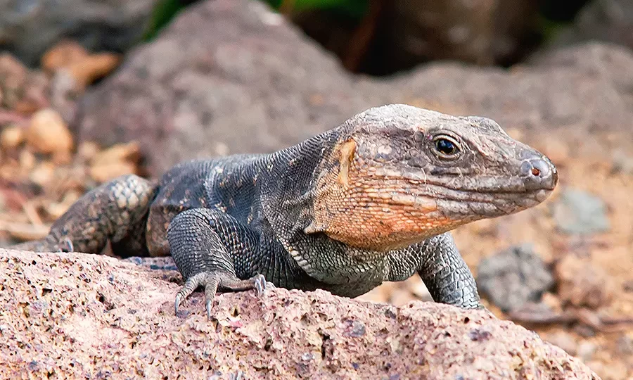 lagarto gigante canario