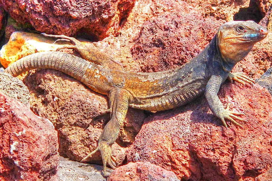 lagarto gigante de Gran Canaria