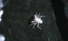 cangrejos ciegos de los Jameos del Agua