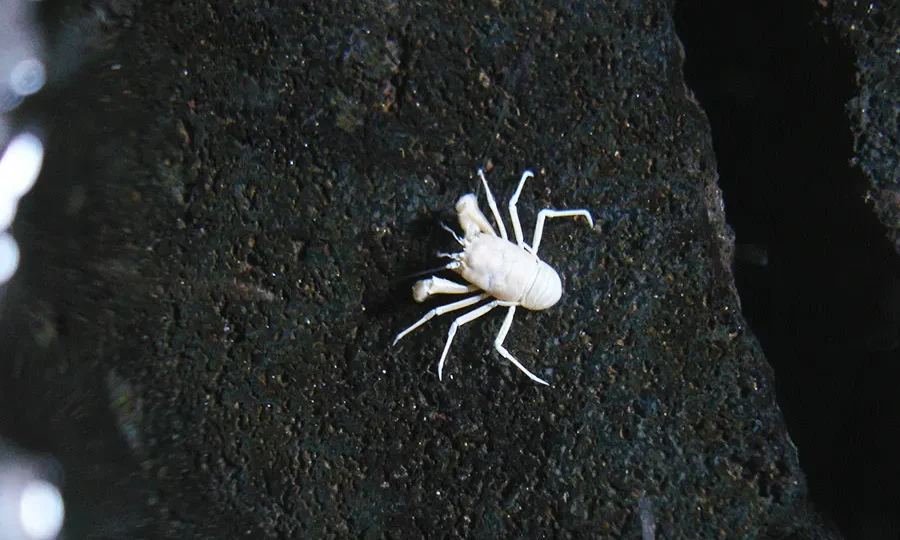 cangrejos ciegos de los Jameos del Agua