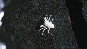 Jameos del Agua blind crabs
