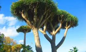 dragon tree of the Canary Islands