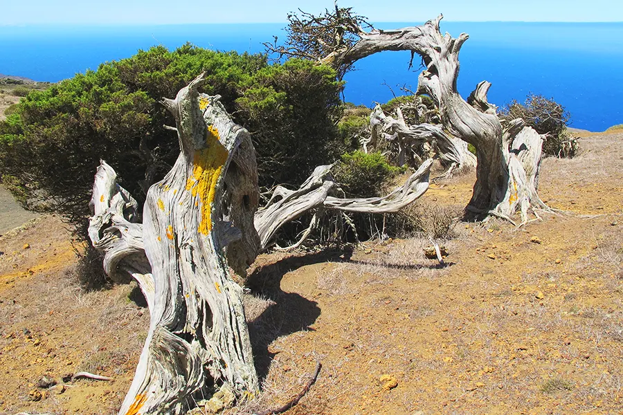 la Sabina de El Hierro 