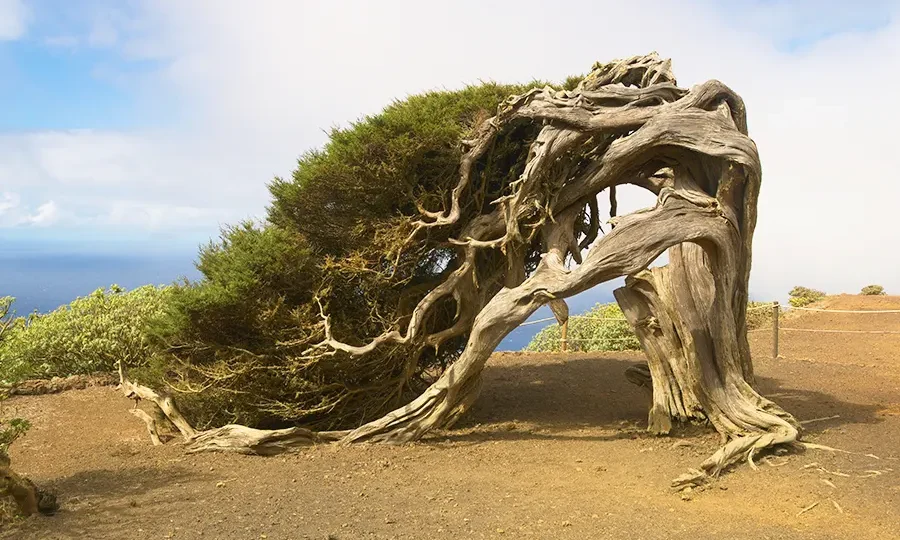 El Sabinar of El Hierro island