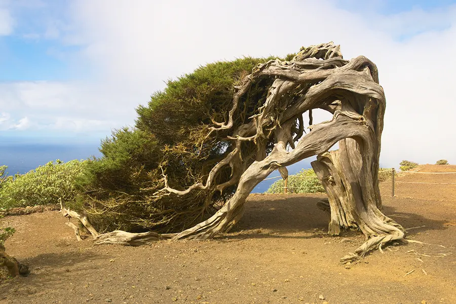 El Sabinar de El Hierro 🌳🏝️ | Discovering Canarias
